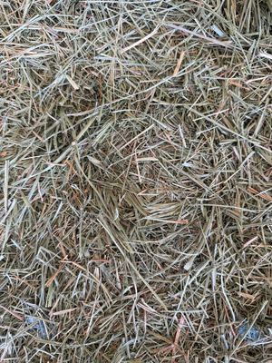 564 JD24 Meadow Grass