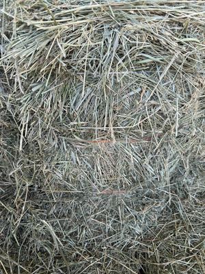 SB24 Orchard/Alfalfa Mix 2nd cut