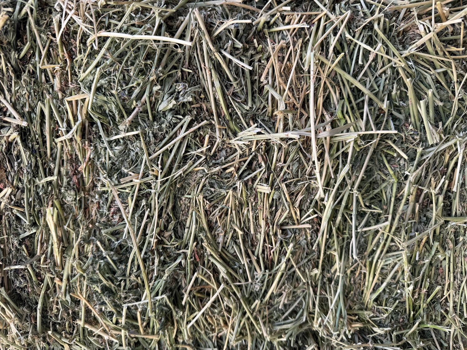 611 SB24   1st cut Orchard/Alfalfa Mix