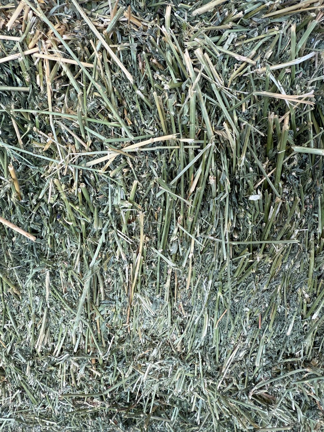 457 JN24 Alfalfa