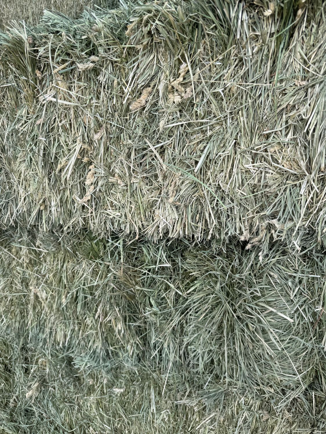 WR25 1st Cut Orchard Grass