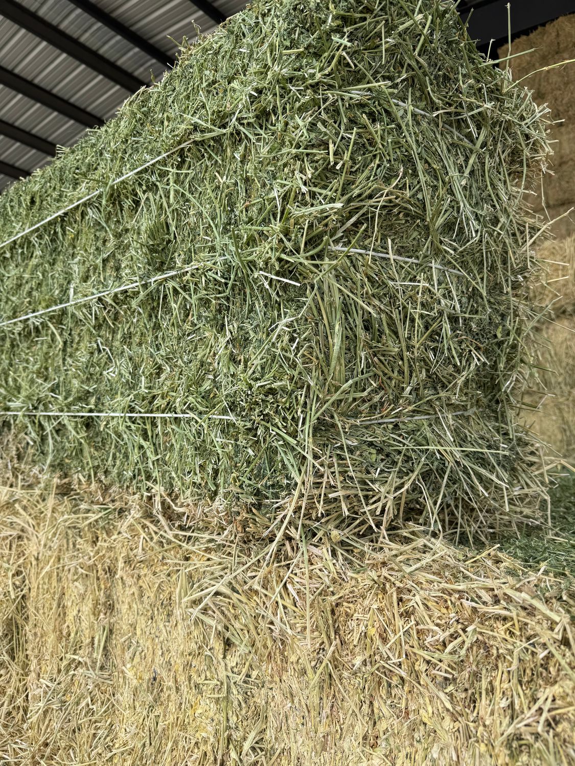 JR25 Alfalfa 1st Cut
