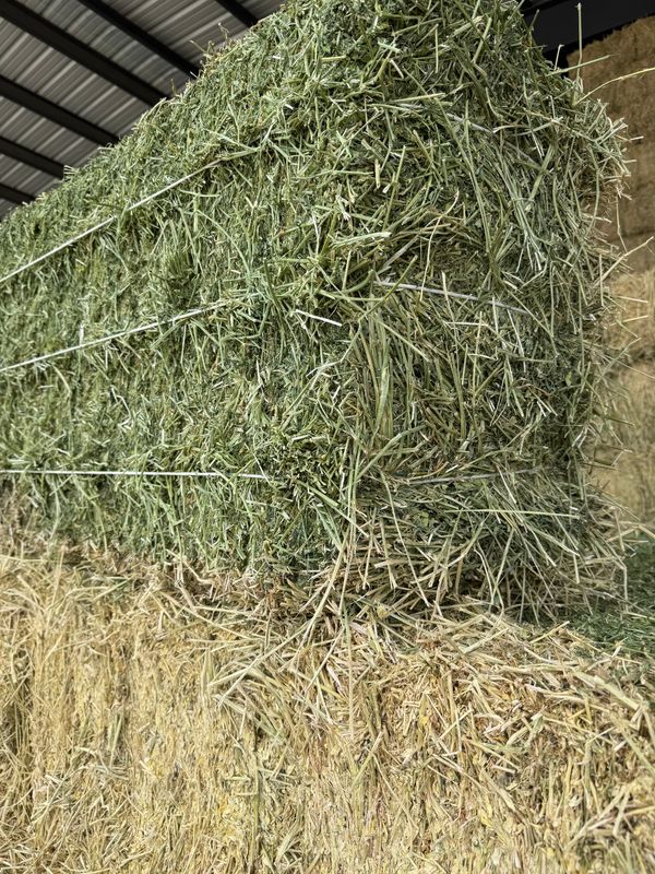 JR25 Alfalfa 1st Cut