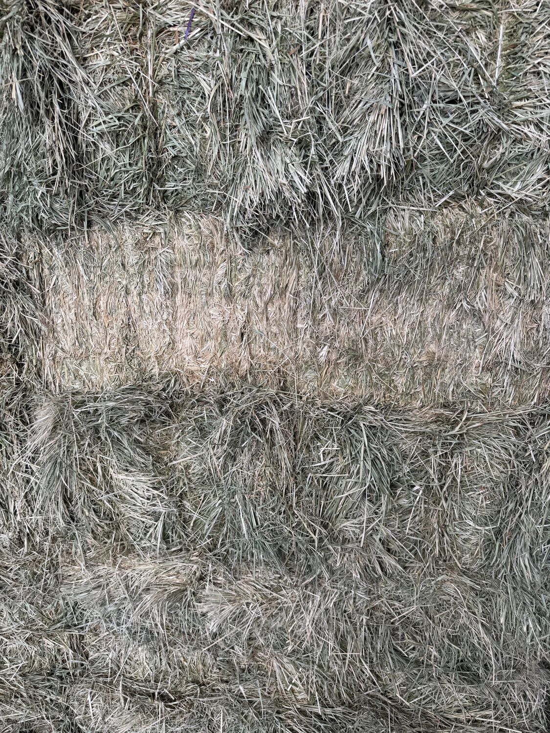 NHC25 Garrison Grass