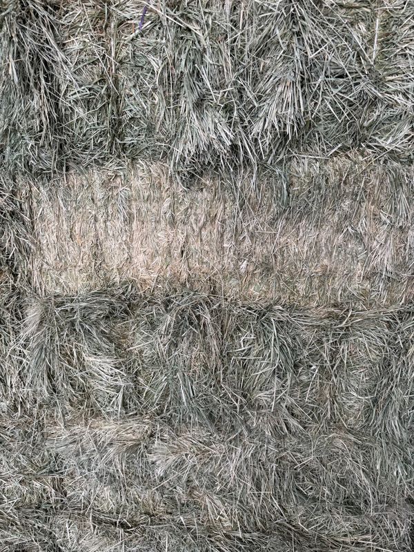 NHC25 Garrison Grass