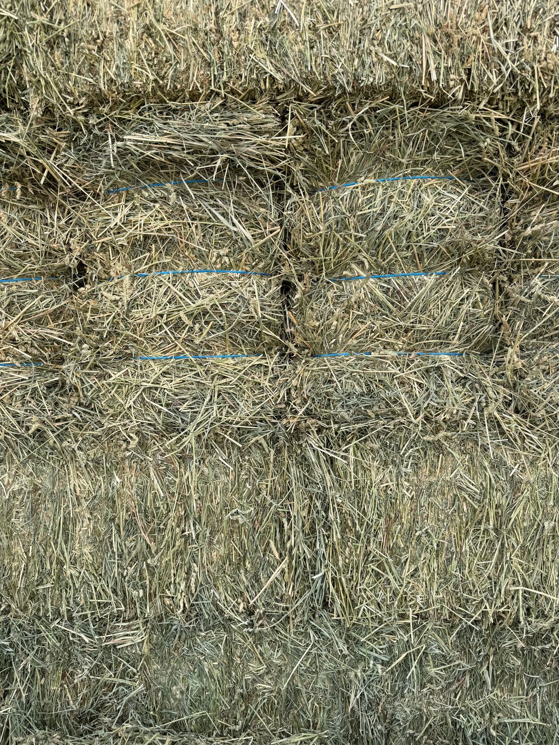 670 RM25 Orchard/Alfalfa   heavier alfalfa