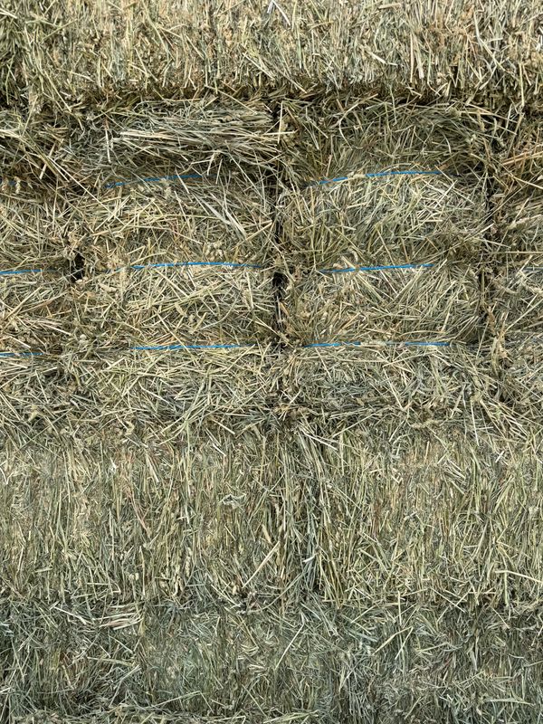 670 RM25 Orchard/Alfalfa   heavier alfalfa