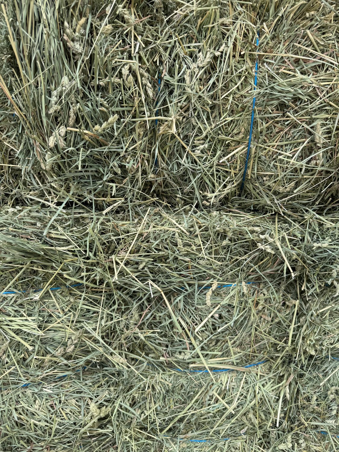 RM25 1st Cut Orchard/Alfalfa (Grassy)