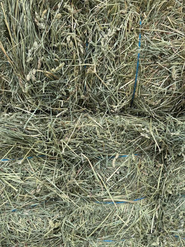 RM25 Orchard/Alfalfa Grassy 1st cut