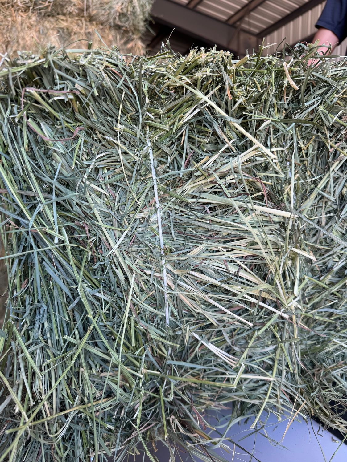 CG25 Orch/Alf    (Medium Alf)  2nd Cut