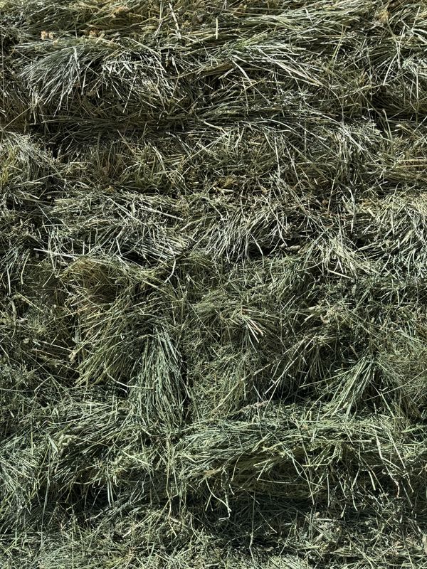 WCR25  Blend of timothy,orchard,meadow,bluegrass with light Alfalfa