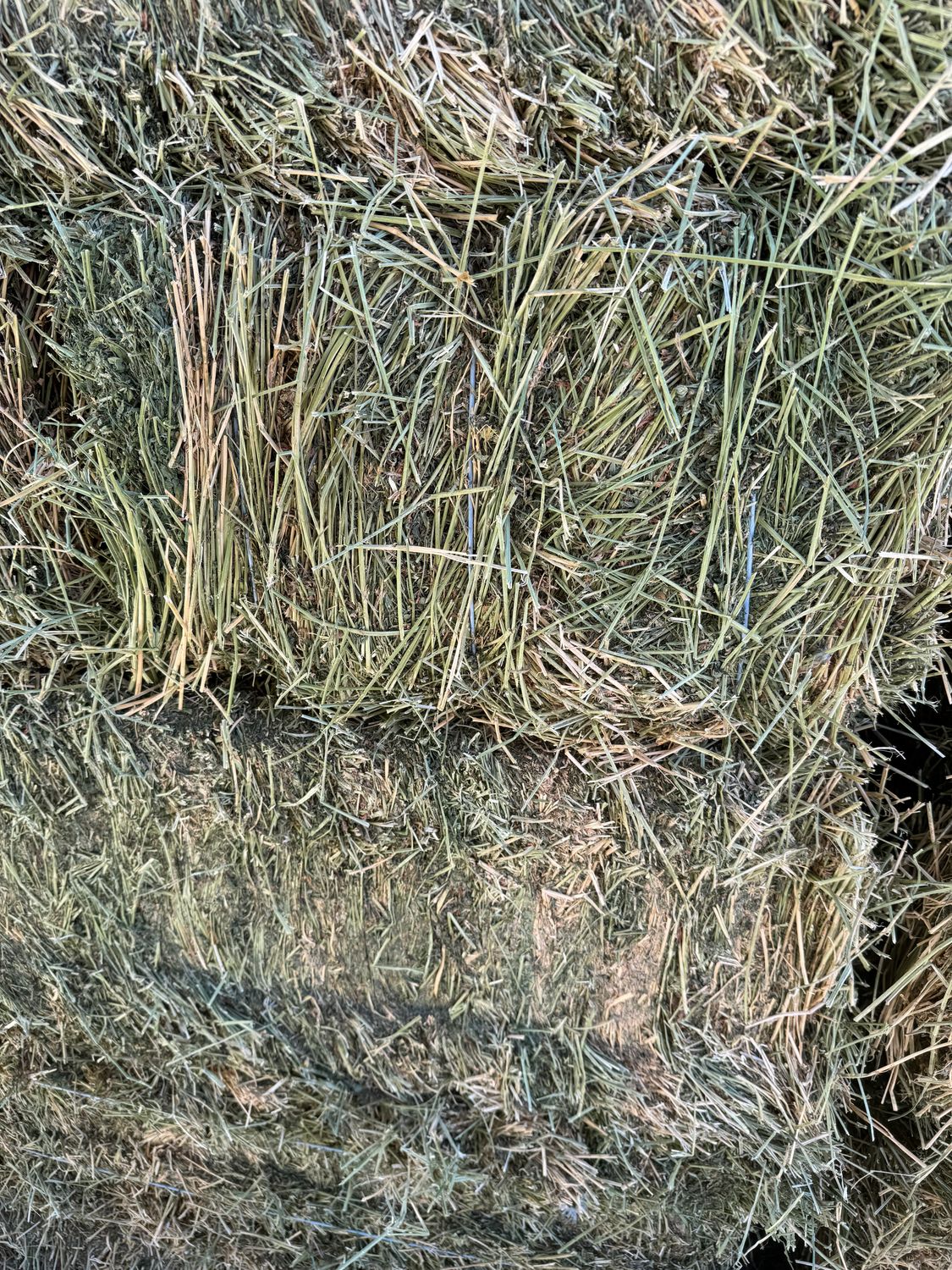 SC24 Alfalfa 2nd cut