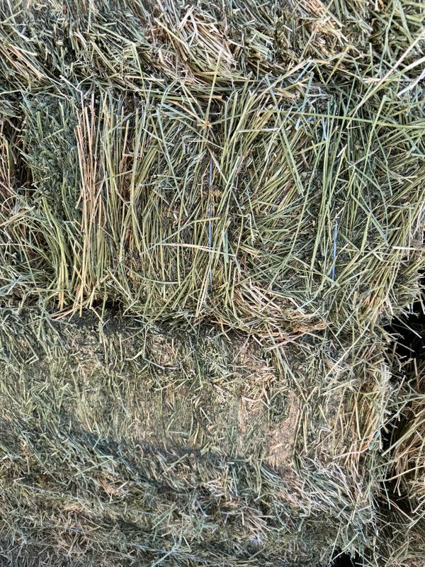 SC24 Alfalfa 2nd cut