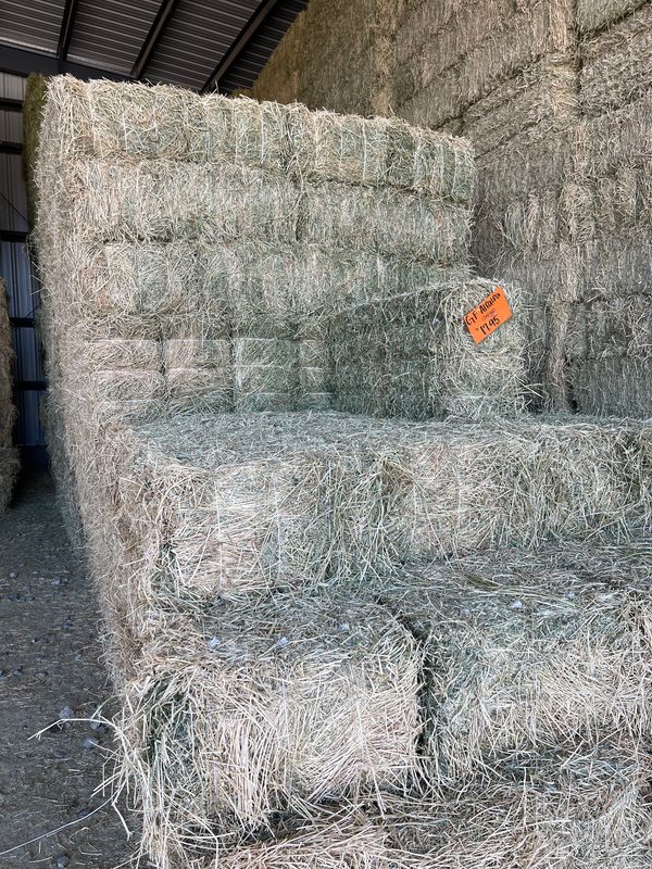 GF25 Alfalfa  2nd Cut
