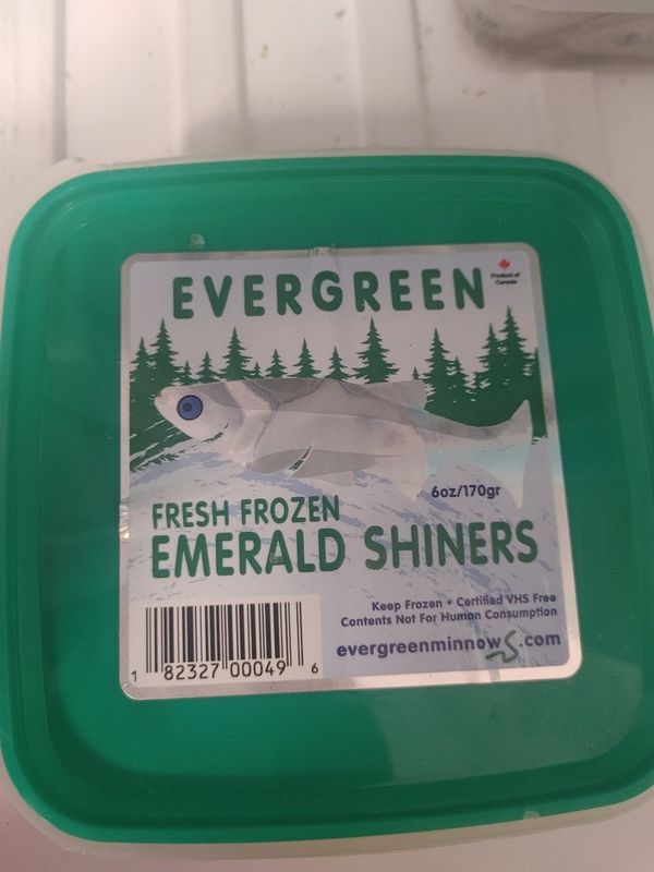 FLB EVERGREEN EMERALD SHINERS FROZEN MINNOW