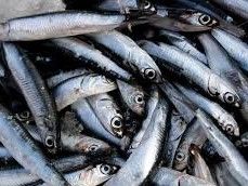 ANCHOVIES