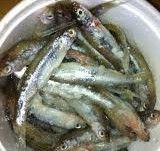 FLB / MANITOBA / PARKERS LARGE MINNOW