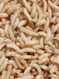 FLB WHITE MAGGOTS