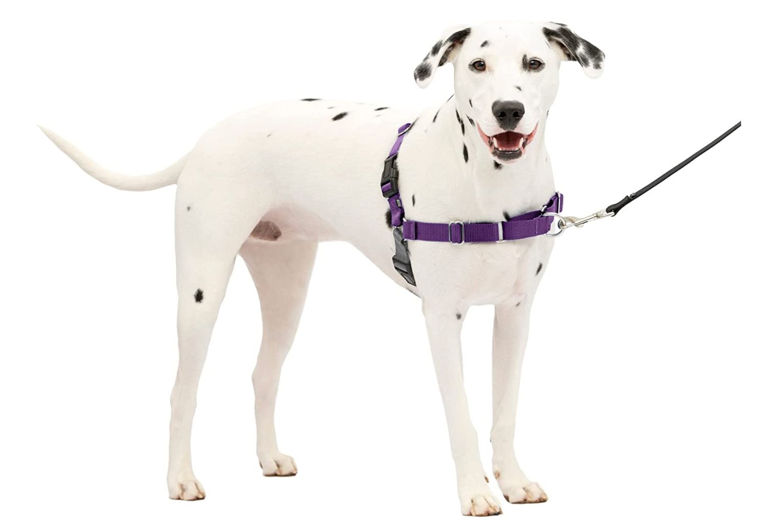 Medium Easy Walk Harness (Deep Purple)