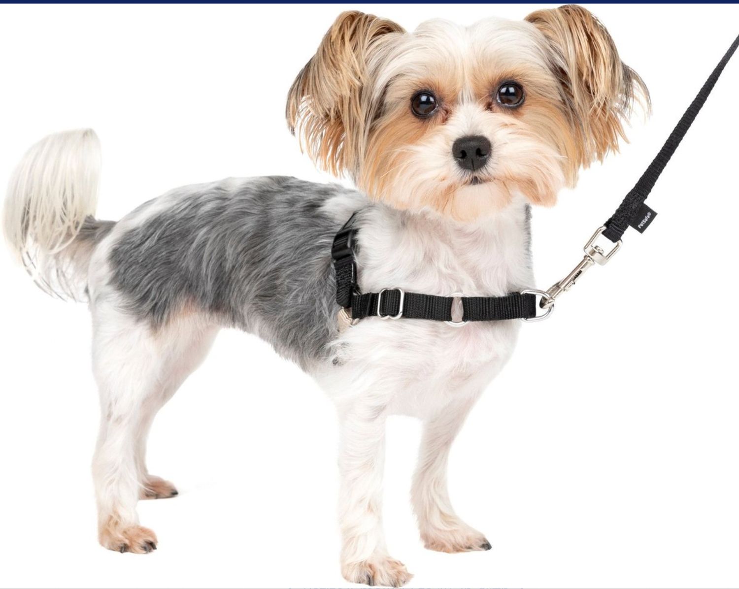 Petite/Small Easy Walk Harness (Black/Silver)