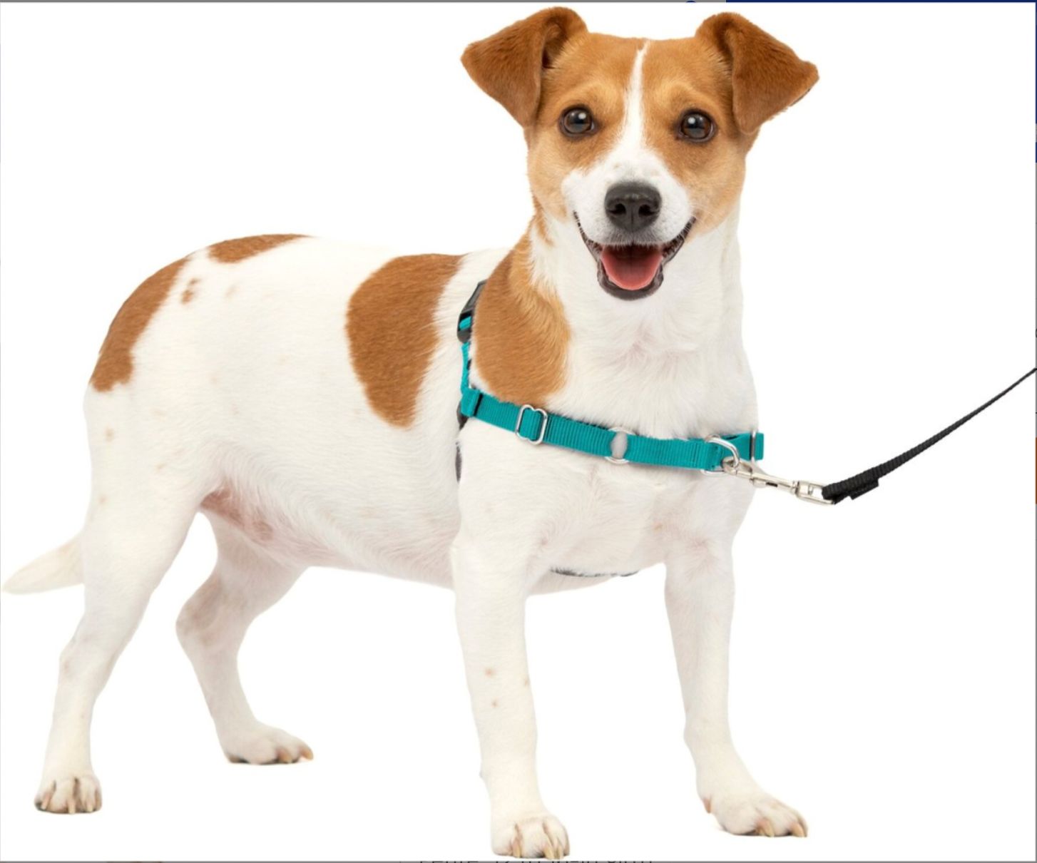 Large Easy Walk Harness (Teal)