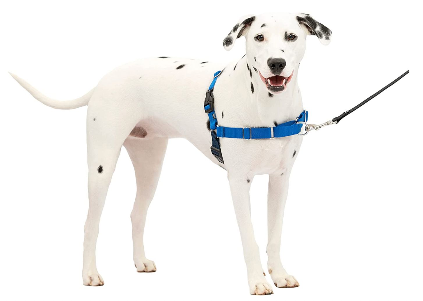 Medium/Large Easy Walk Harness (Blue/Silver)