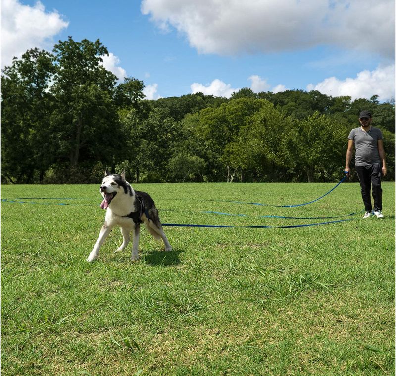 Hi Kiss Blue 15ft Backyard Dog Leash