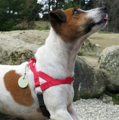 Freedom Harness (Harness Only) Black 5/8&quot; Small