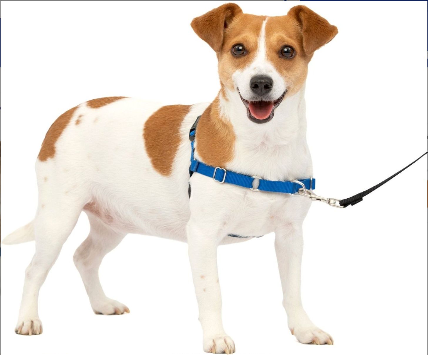 Small Easy Walk Harness (Royal Blue)