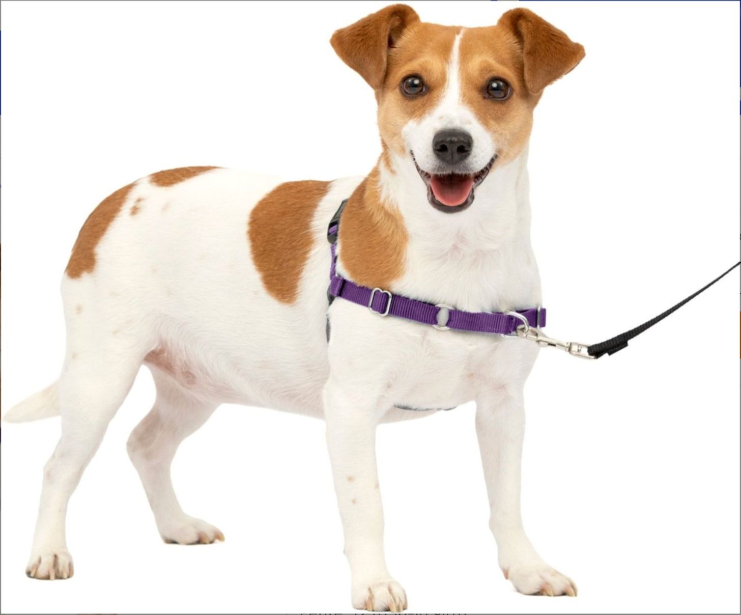 Small/Medium Easy Walk Harness (Deep Purple)