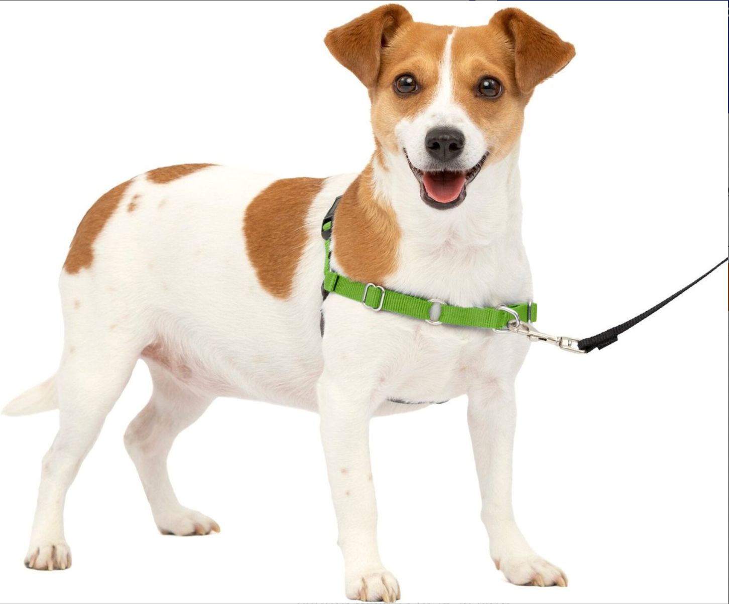Small Easy Walk Harness (Apple)