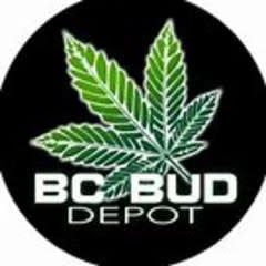 BCBD 3 King Strain Autoflower 5pk BC Bud Depot