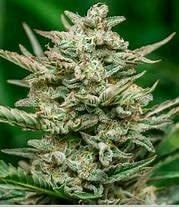 Atlas Seeds Auto Flower 5pk