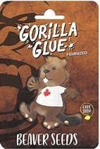 Beaver Seeds 5 Feminized Seeds Gorilla Glue