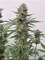 Atlas Seeds Photoperiod 5pk