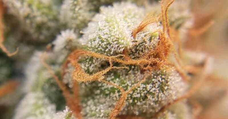 DoJo Seed Co Runtz S1 Feminized Seed 5pk