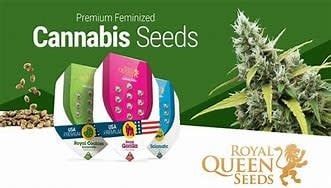 Royal Queen Seeds 3pk Feminized Fat Banana