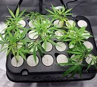 Boston Clone Co. Clones