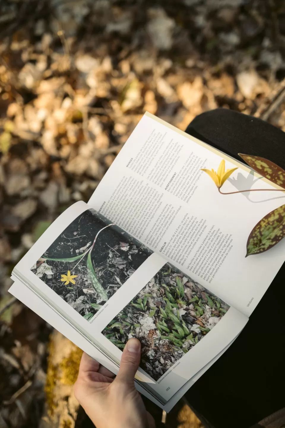 LIVRE : Ceuillir la Forêt 480 p. (Qc)