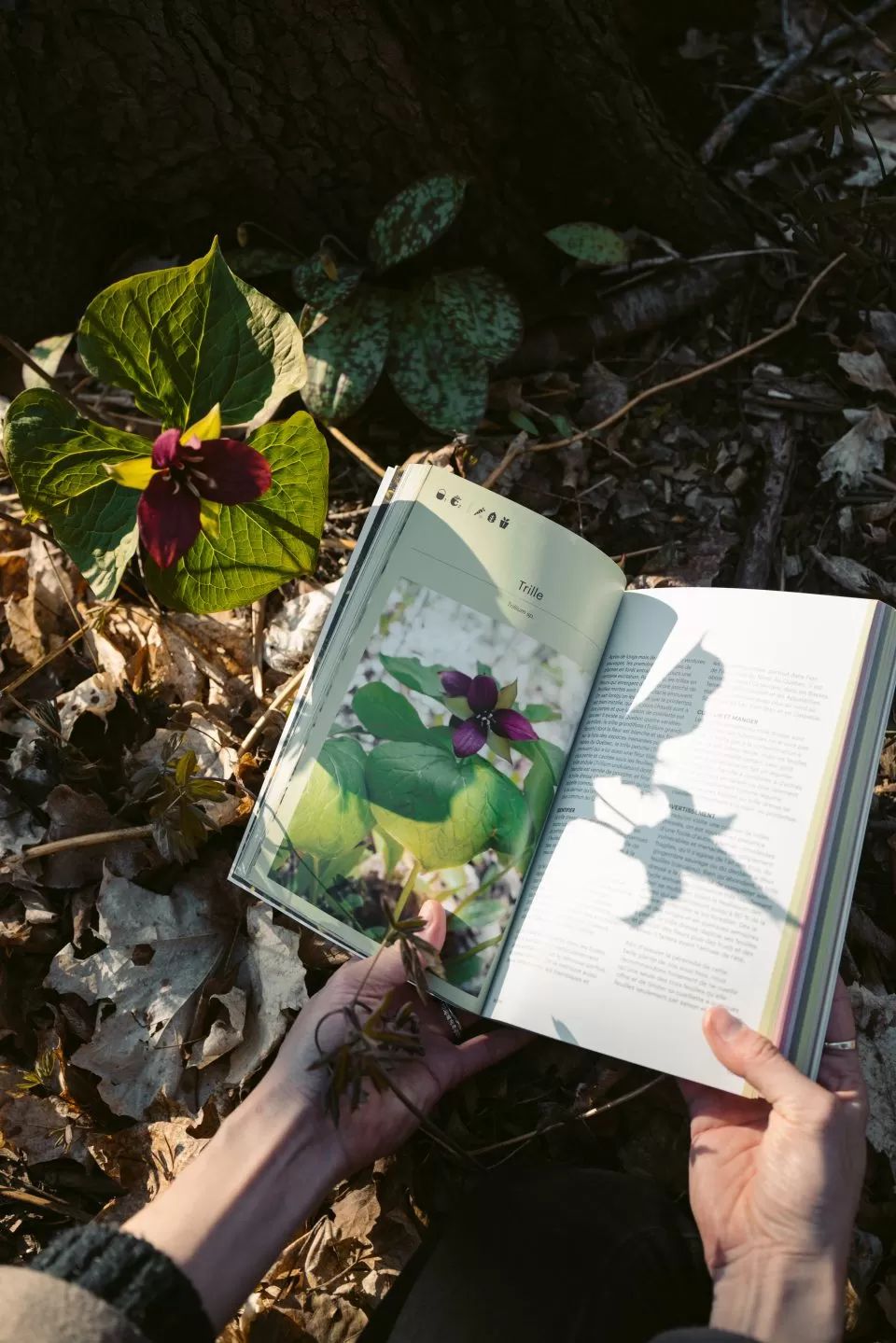 LIVRE : Ceuillir la Forêt 480 p. (Qc)