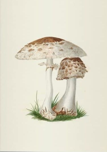 Carnet Champignons