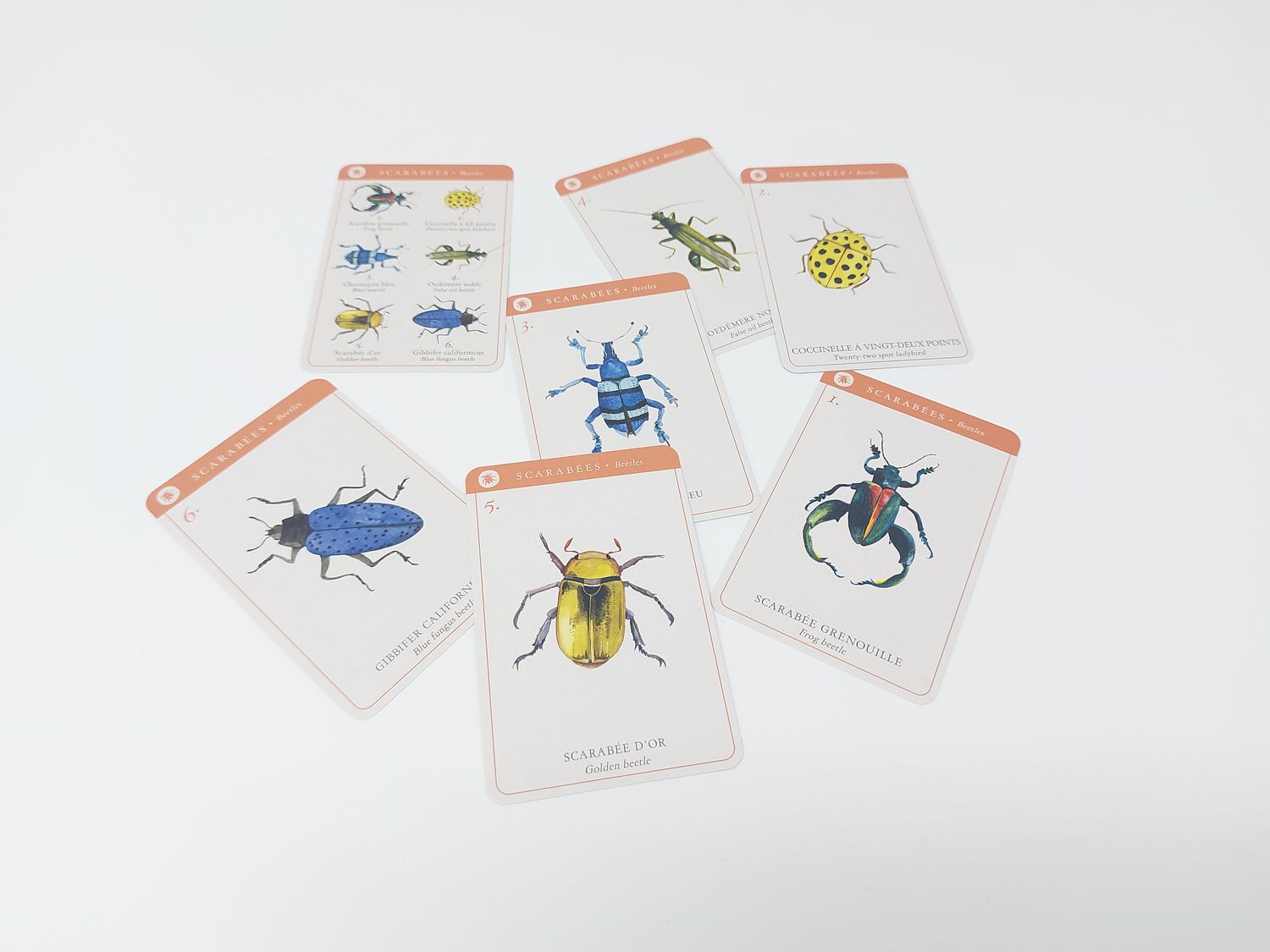JEU : 7 familles des espèces- Collection Tout autour du monde