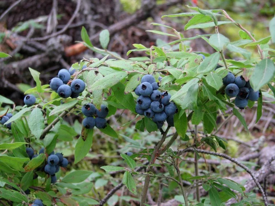 Confiture de bleuets sauvages ceuillis à la main 190ml (Qc)