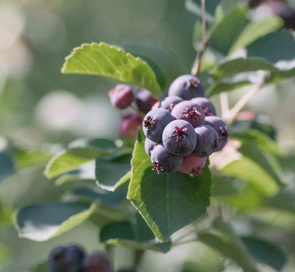 Confiture d'amélanches cuillies à la main 190ml (Qc)
