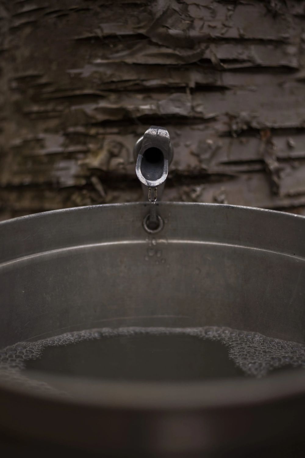 Sirop de bouleau du terroir (Qc)