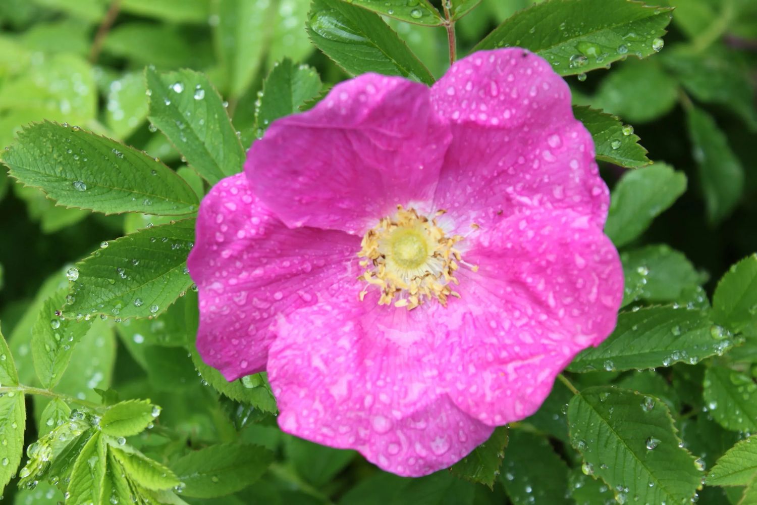 Sirop de roses sauvages de Kamouraska (Qc)