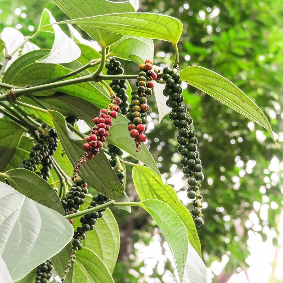 Poivre noir Malabar 200g (Inde)