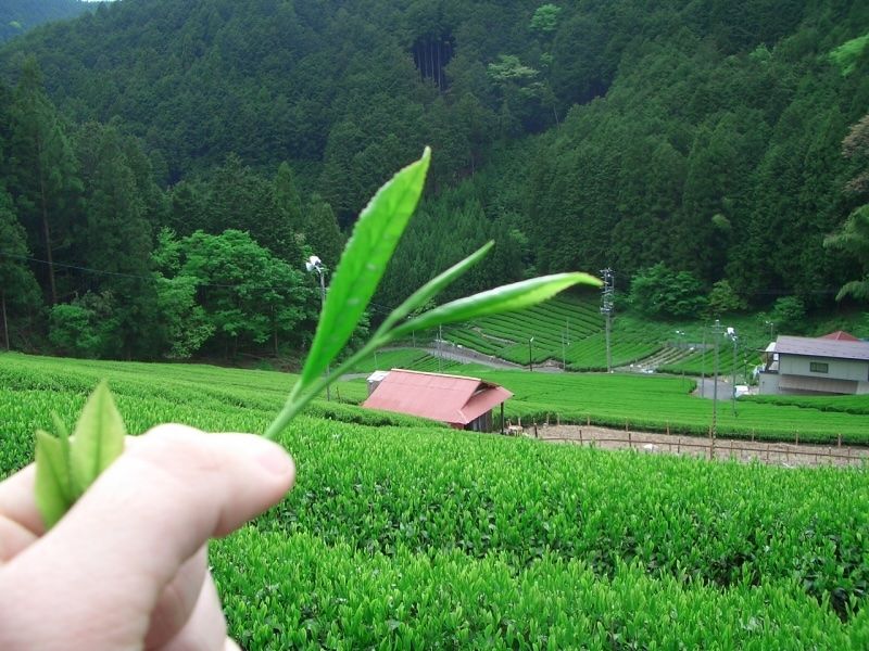 Matcha Uji - sac de 100g (Japon)