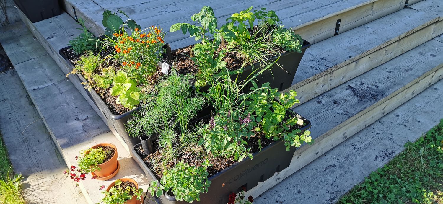 JARDIN Clé-en-main pour la JARDINIÈRE CAPILLAIRE (Qc)
