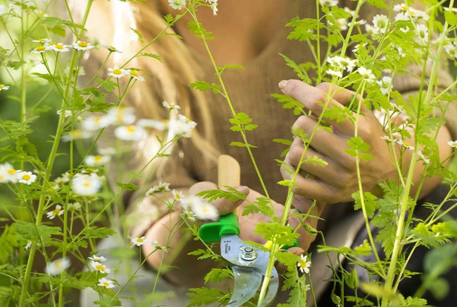 Opinel - Sécateur Vert 3 positions (Fr)